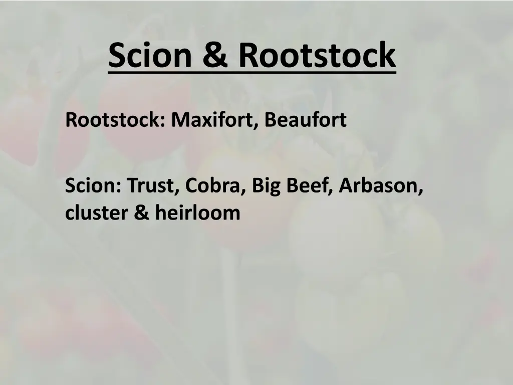 scion rootstock