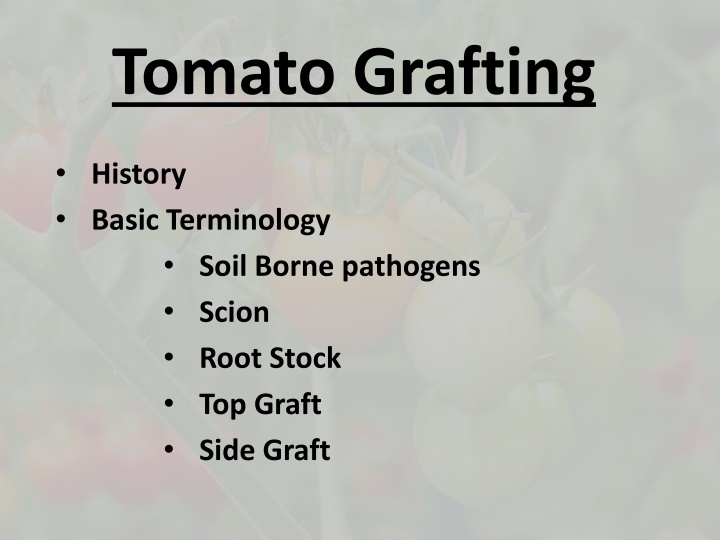 tomato grafting