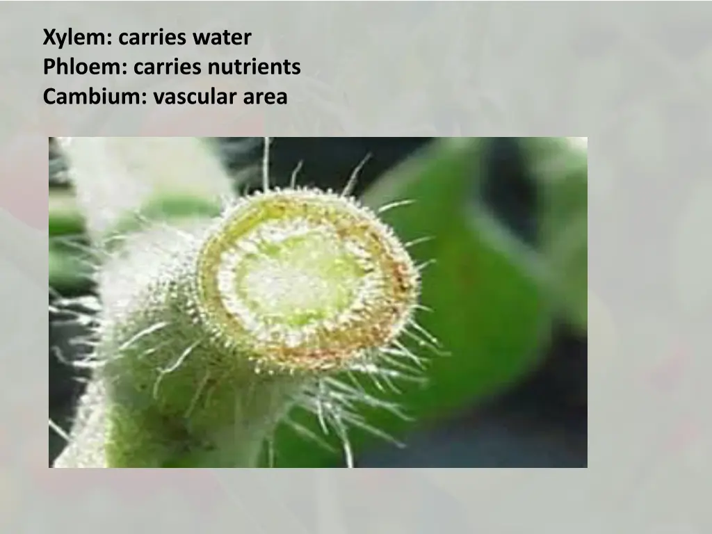 xylem carries water phloem carries nutrients