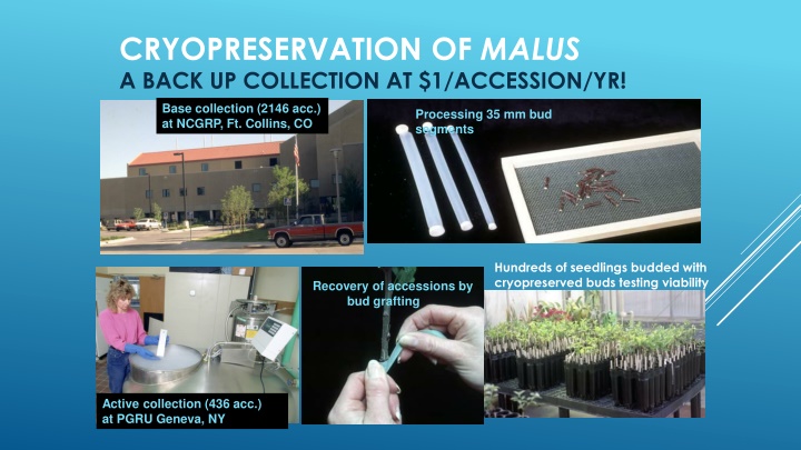 cryopreservation of malus a back up collection