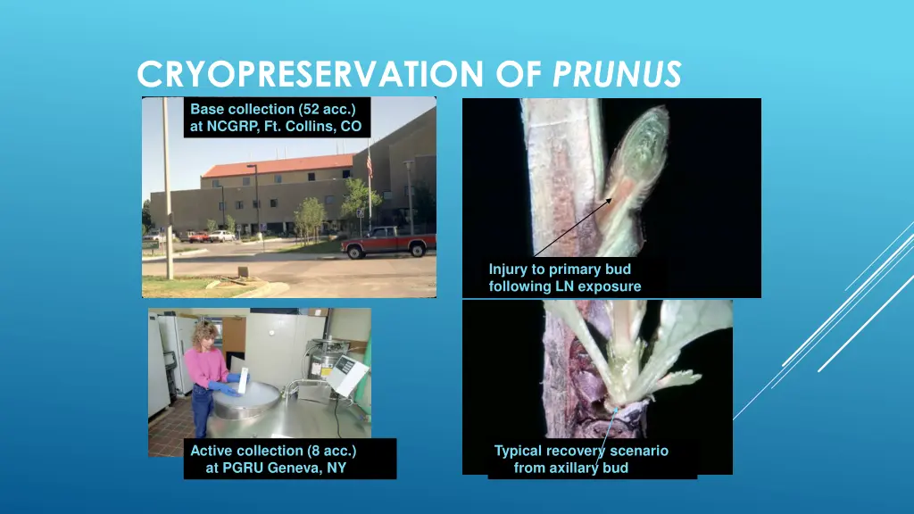 cryopreservation of prunus base collection