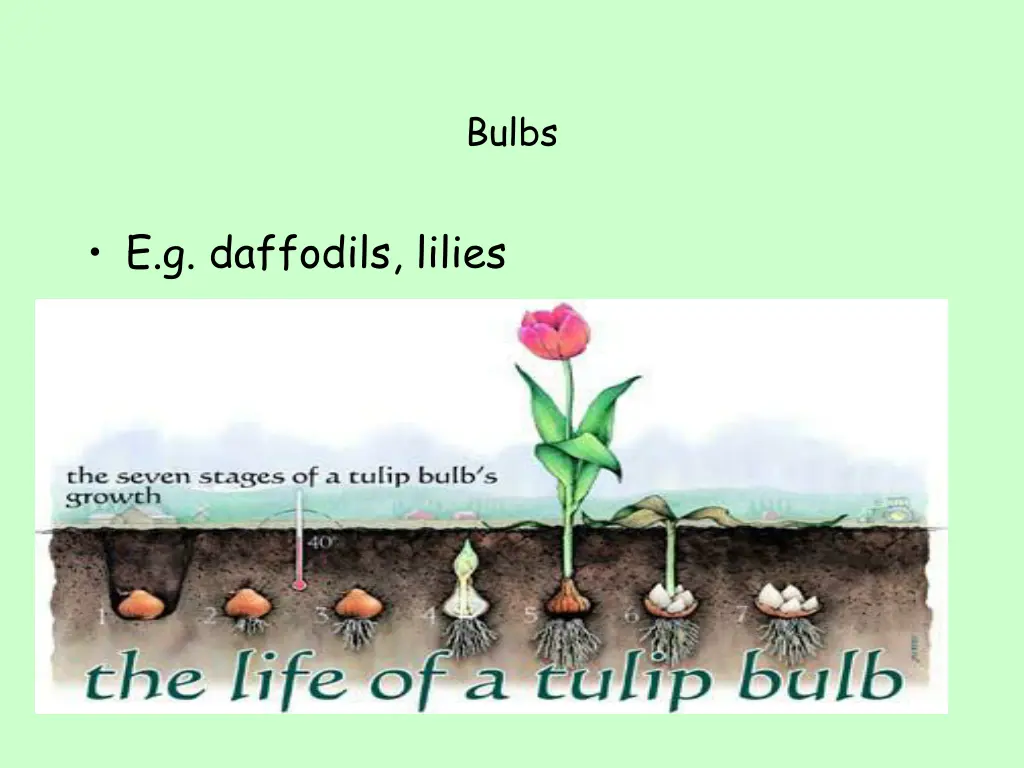 bulbs