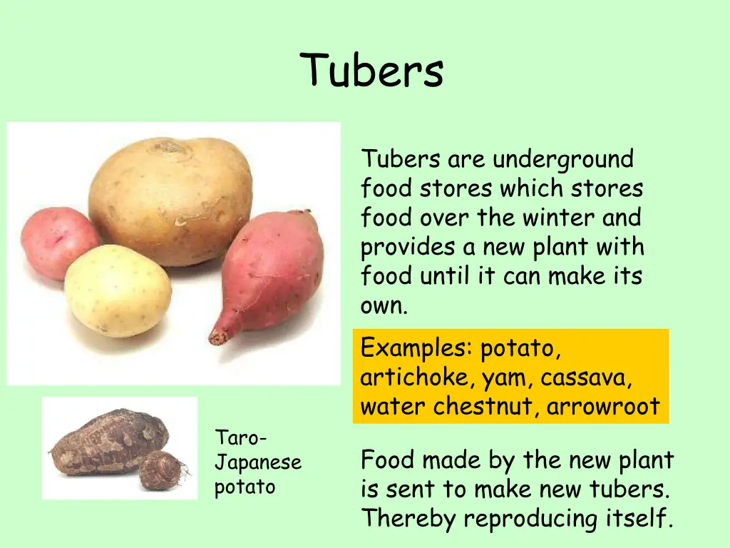 tubers