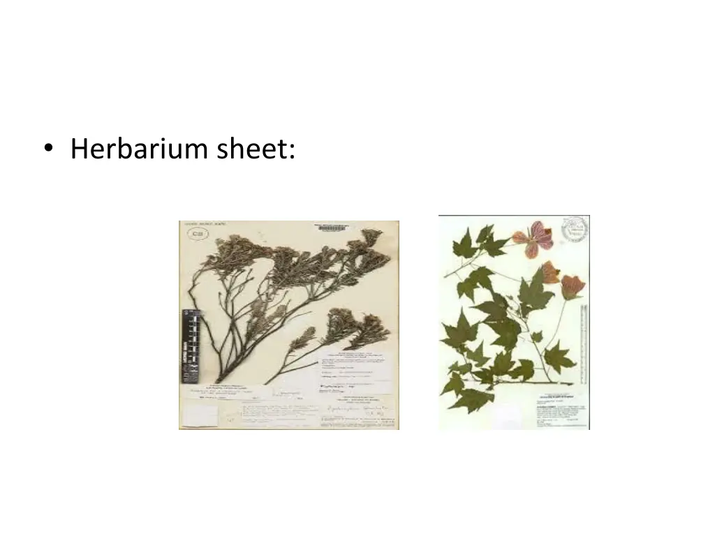 herbarium sheet