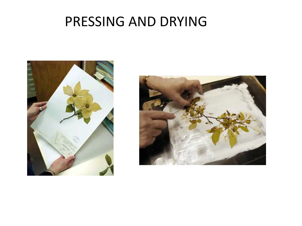 pressing and drying