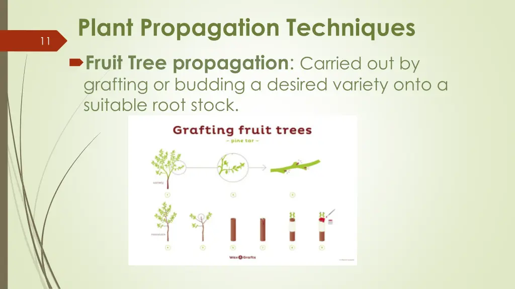 plant propagation techniques 1