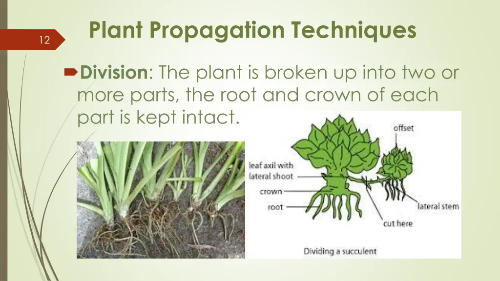 plant propagation techniques 2