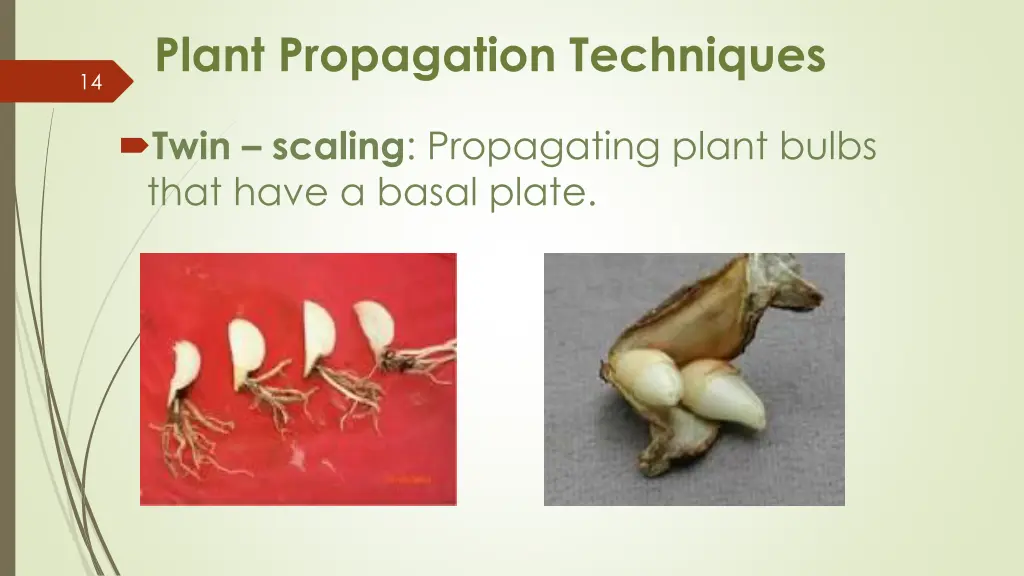 plant propagation techniques 4