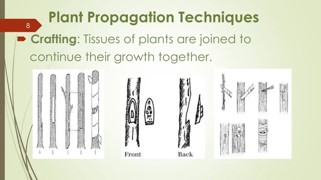 plant propagation techniques crafting tissues