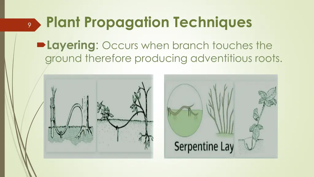 plant propagation techniques