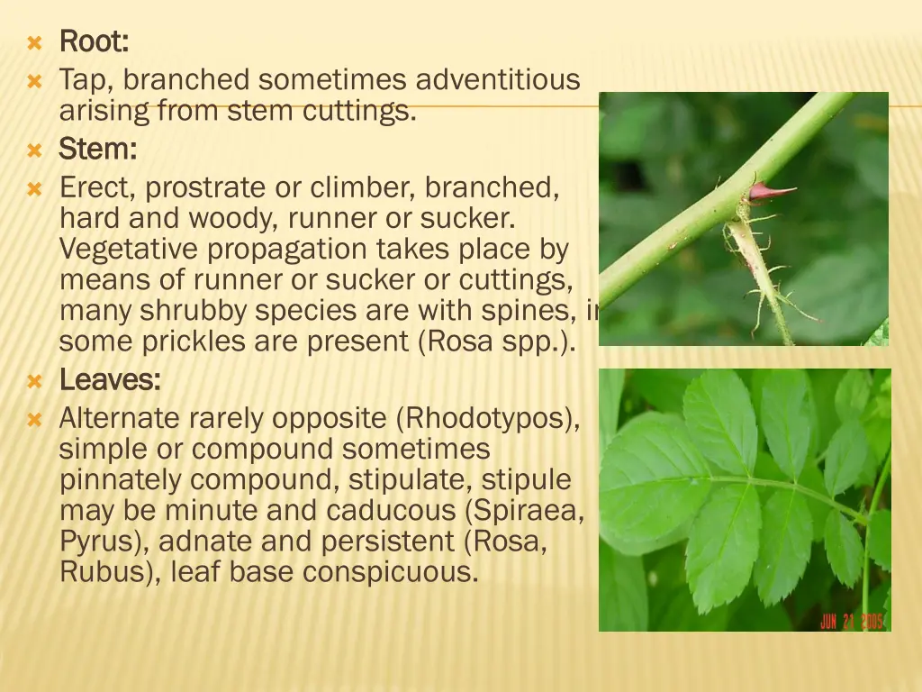 root root tap branched sometimes adventitious