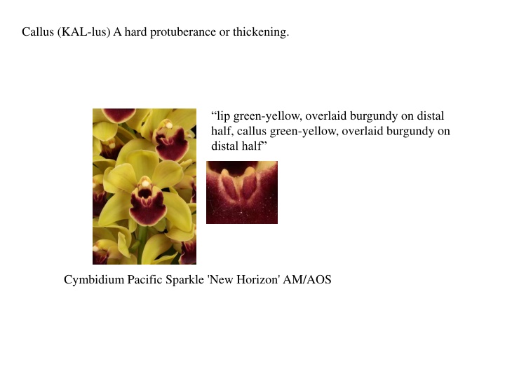 callus kal lus a hard protuberance or thickening