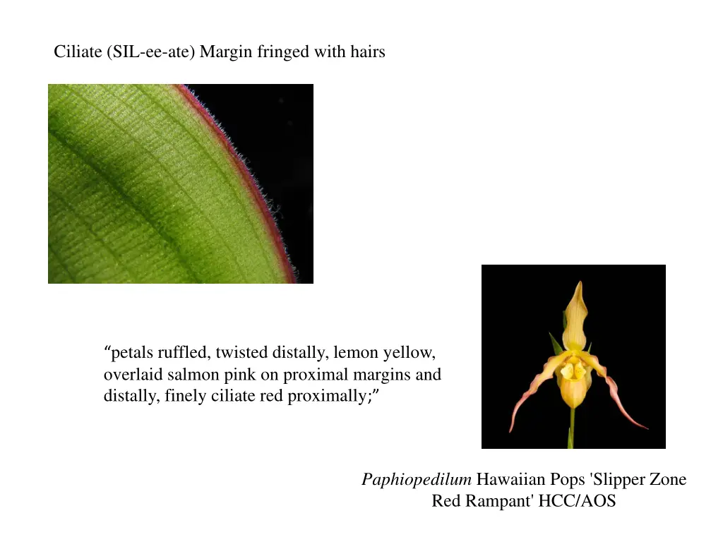 ciliate sil ee ate margin fringed with hairs