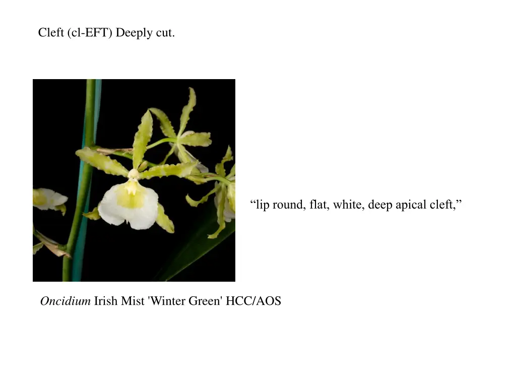 cleft cl eft deeply cut