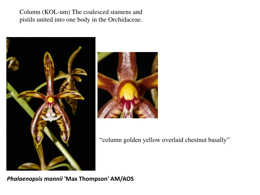 column kol um the coalesced stamens and pistils