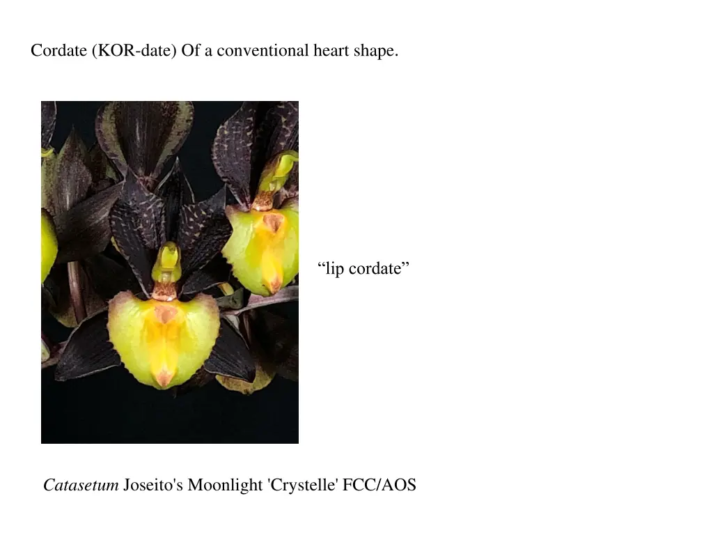 cordate kor date of a conventional heart shape