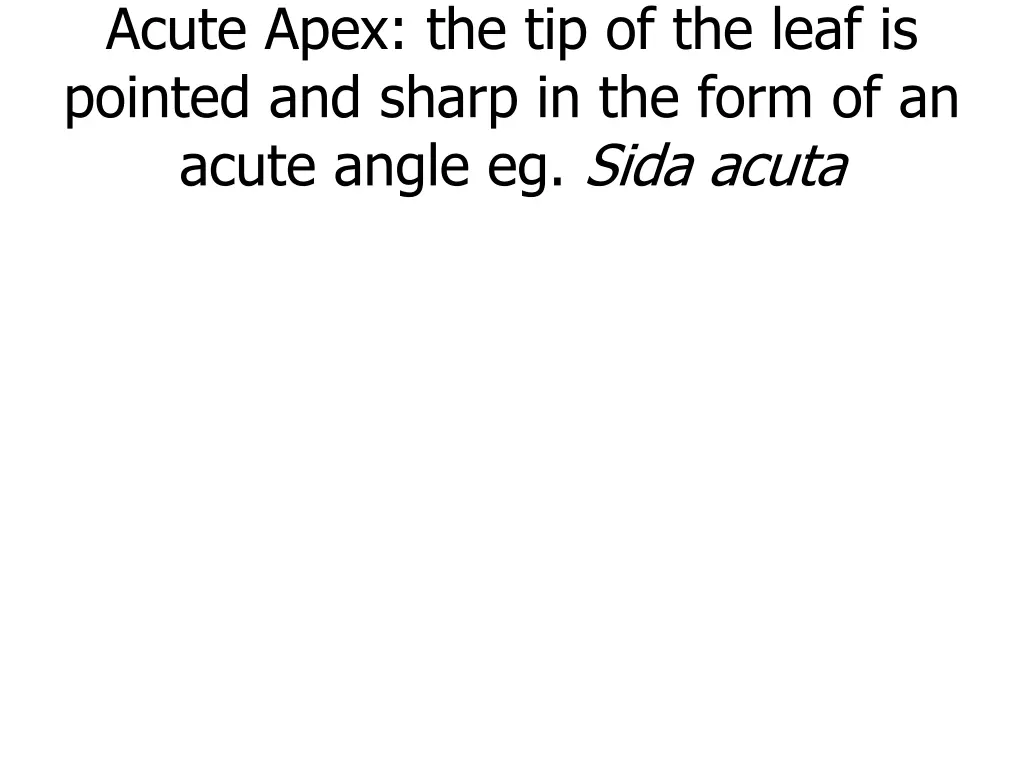 acute apex the tip of the leaf is pointed