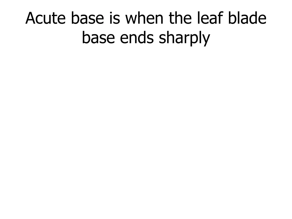 acute base is when the leaf blade base ends