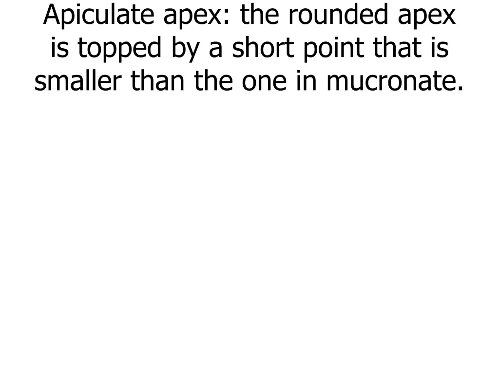 apiculate apex the rounded apex is topped