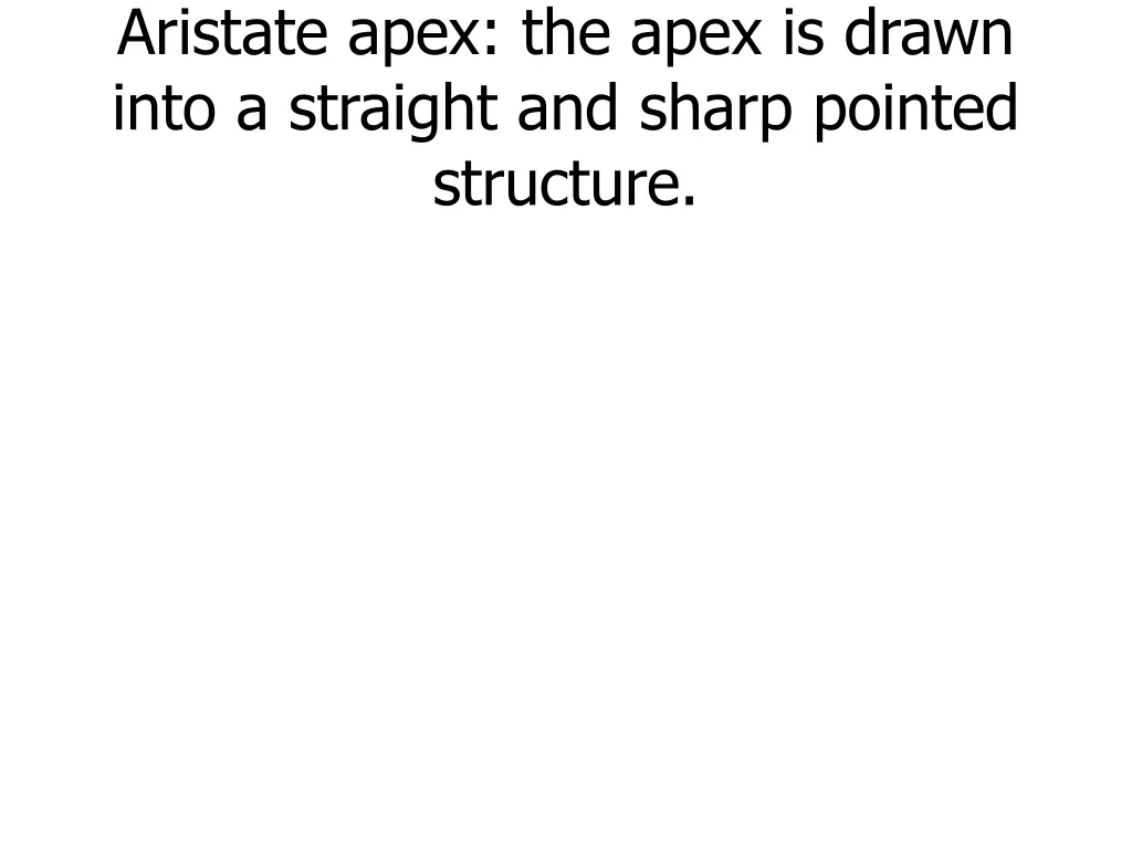 aristate apex the apex is drawn into a straight