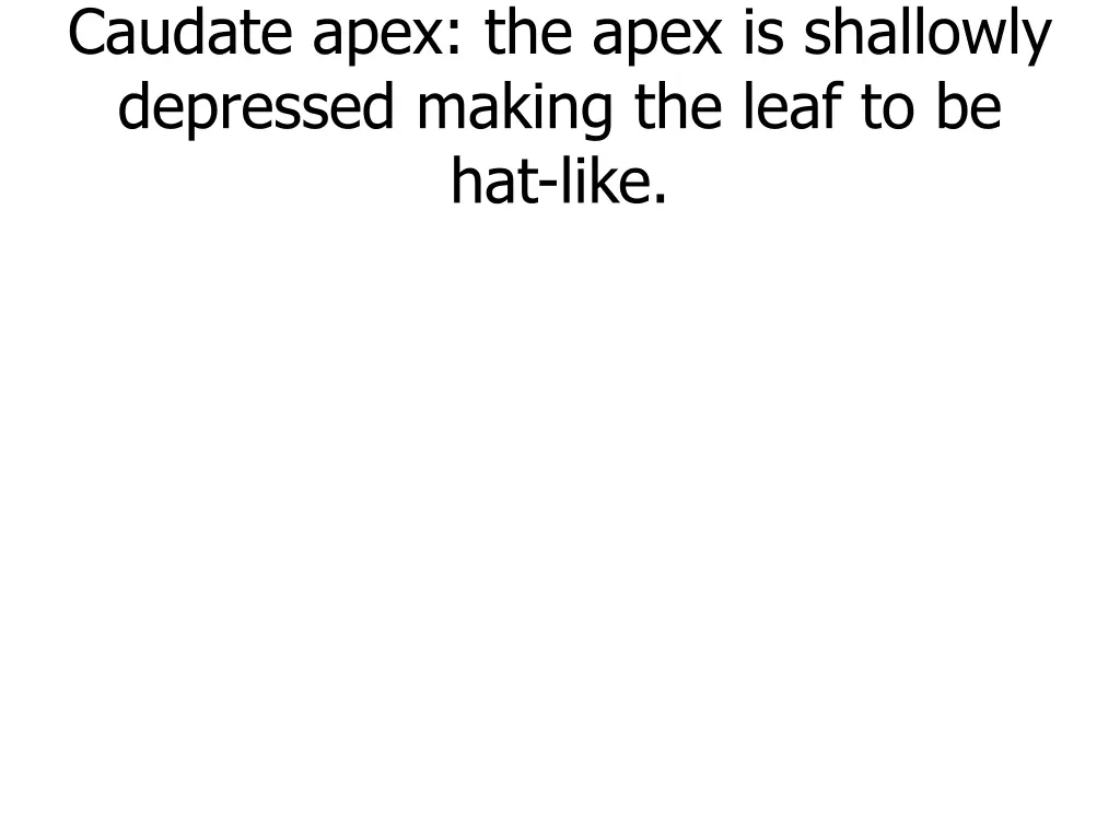 caudate apex the apex is shallowly depressed