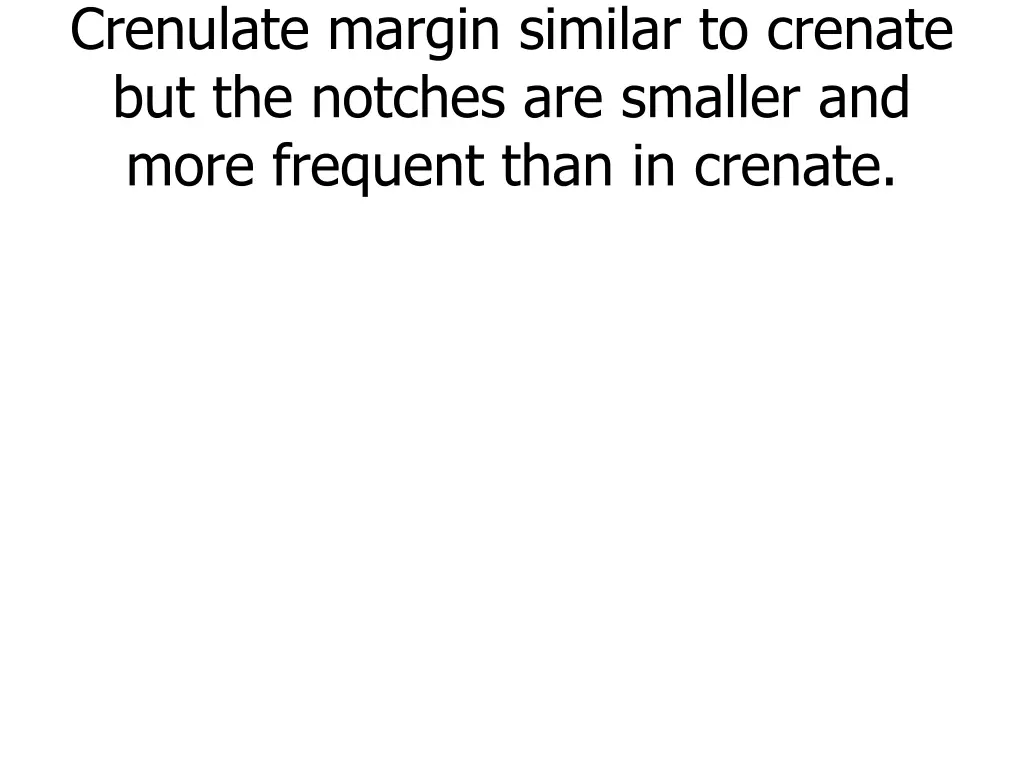 crenulate margin similar to crenate