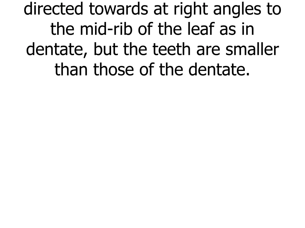 denticulate margin the teeth are directed towards