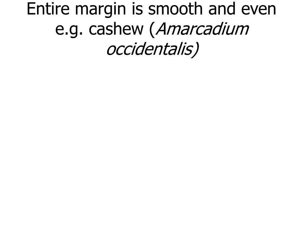 entire margin is smooth and even e g cashew