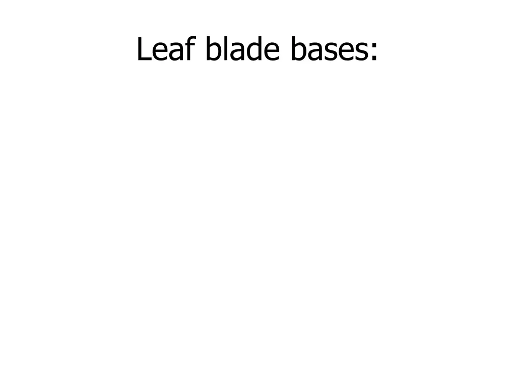 leaf blade bases