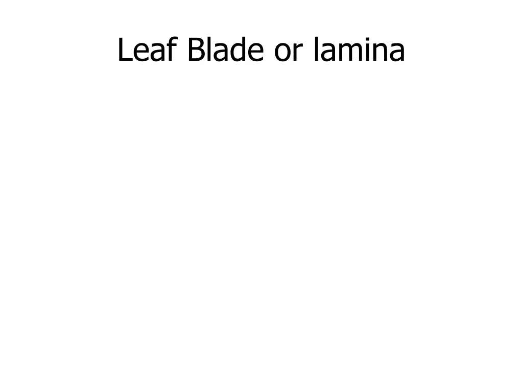 leaf blade or lamina