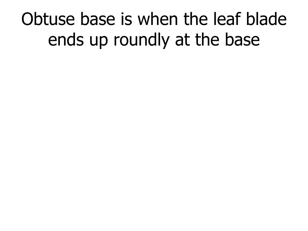 obtuse base is when the leaf blade ends