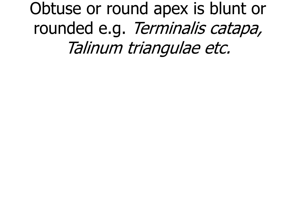 obtuse or round apex is blunt or rounded