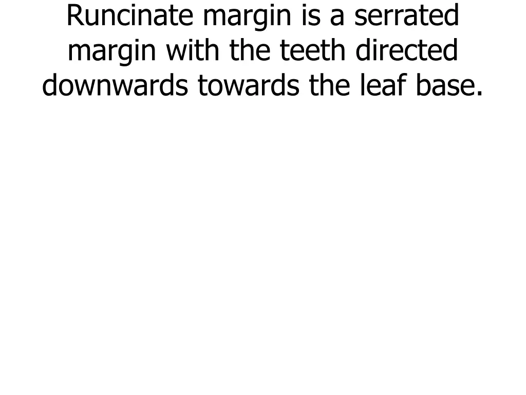 runcinate margin is a serrated margin with