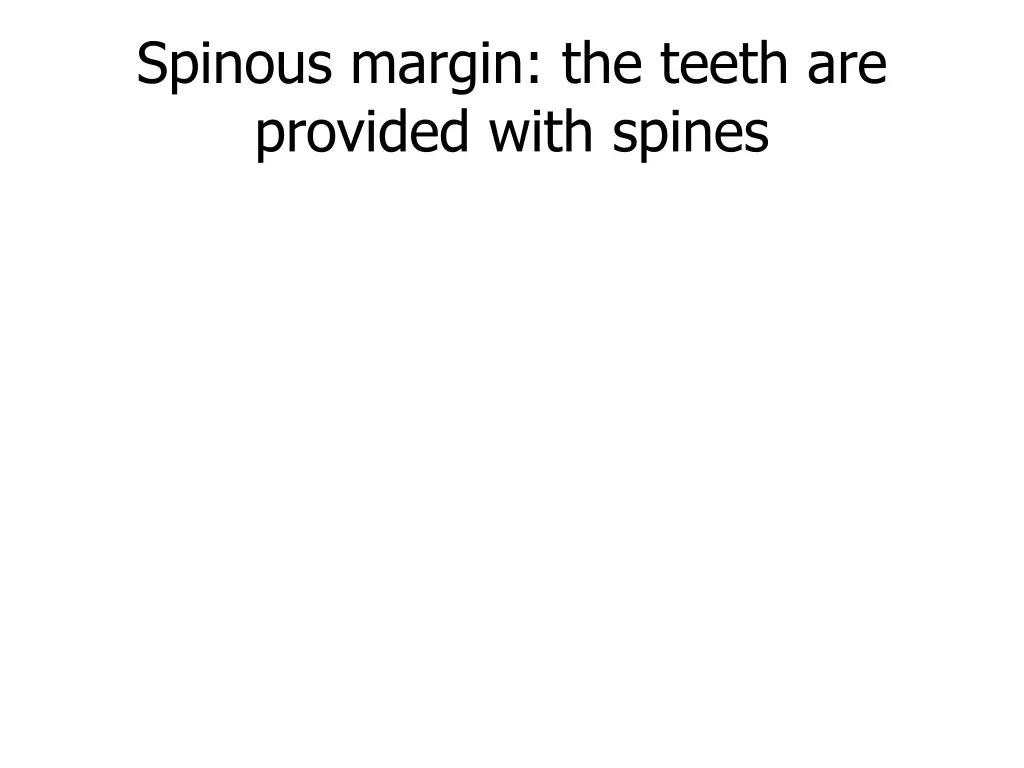 spinous margin the teeth are provided with spines