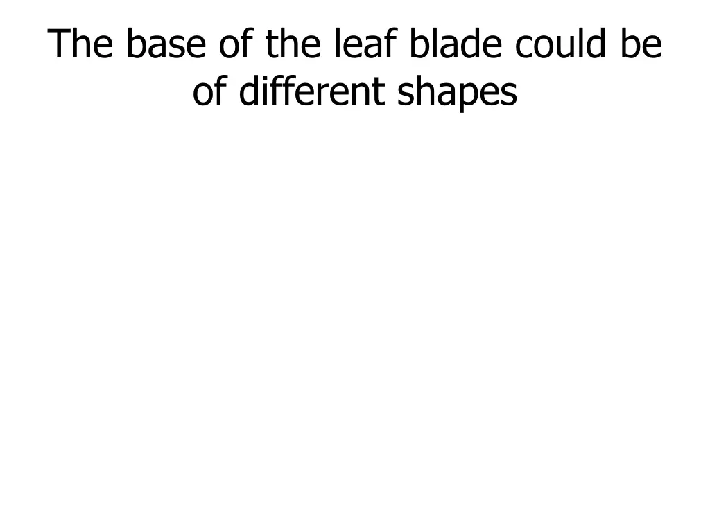 the base of the leaf blade could be of different