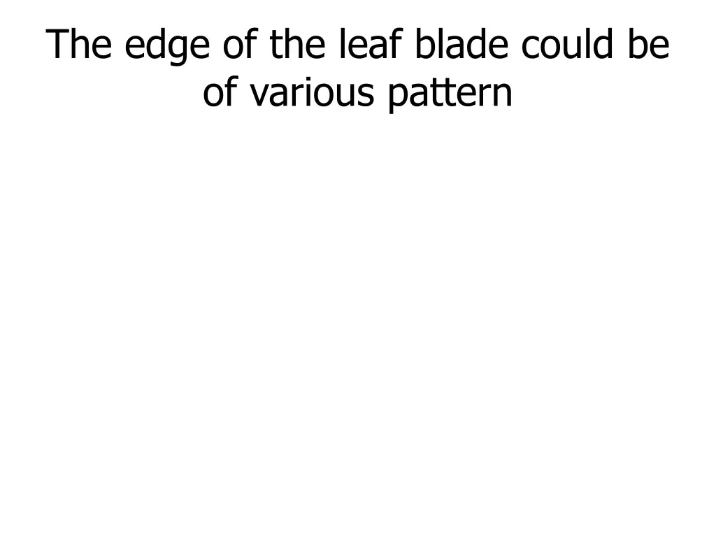 the edge of the leaf blade could be of various