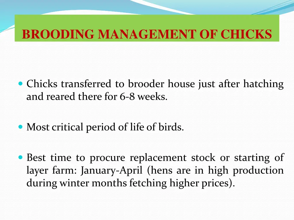 brooding management of chicks