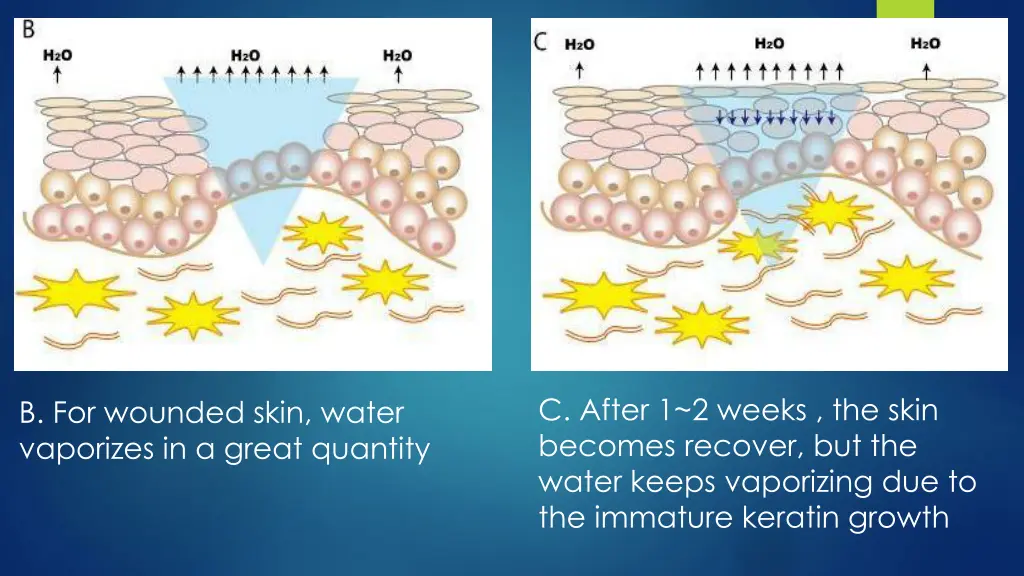 c after 1 2 weeks the skin becomes recover