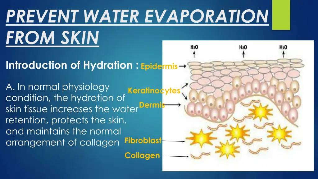 prevent water evaporation from skin