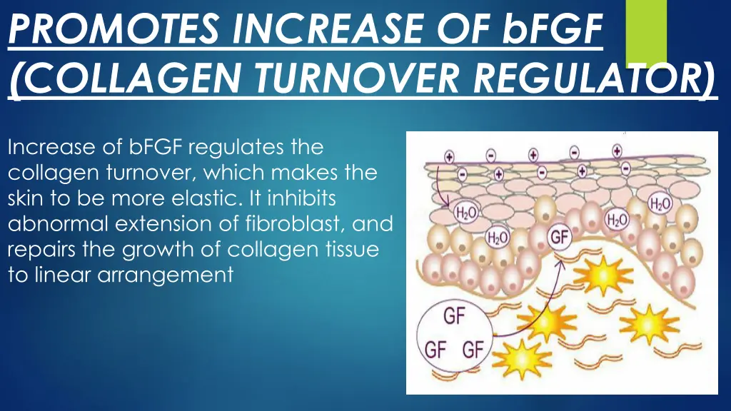 promotes increase of bfgf collagen turnover