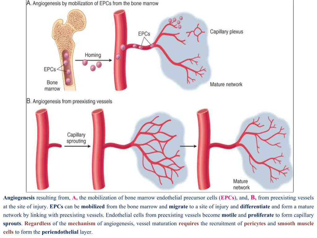 angiogenesis resulting from a the mobilization