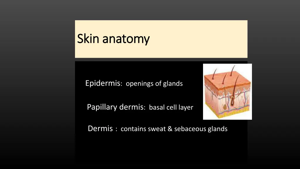 skin anatomy skin anatomy