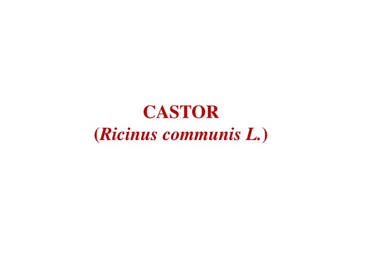 castor