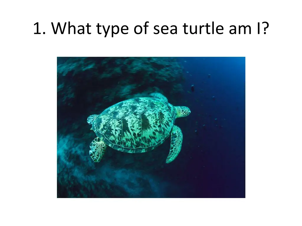 1 what type of sea turtle am i