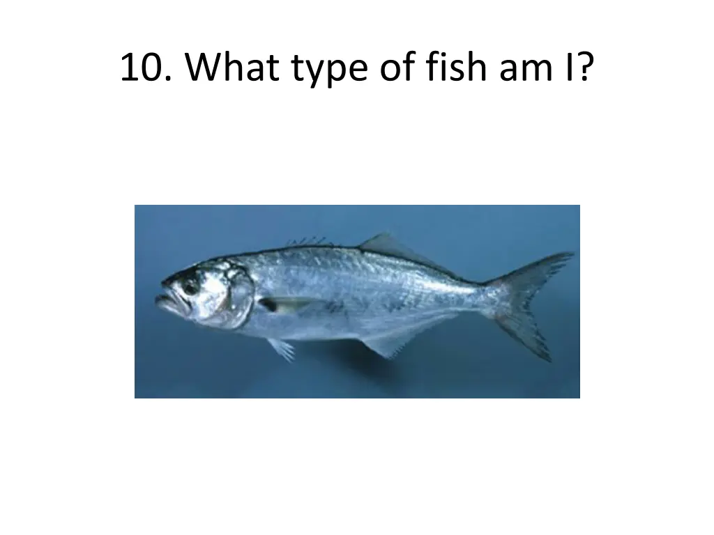 10 what type of fish am i