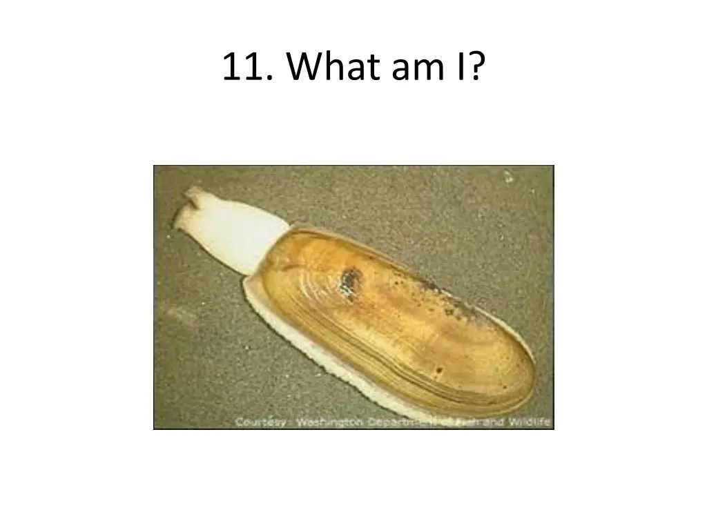 11 what am i