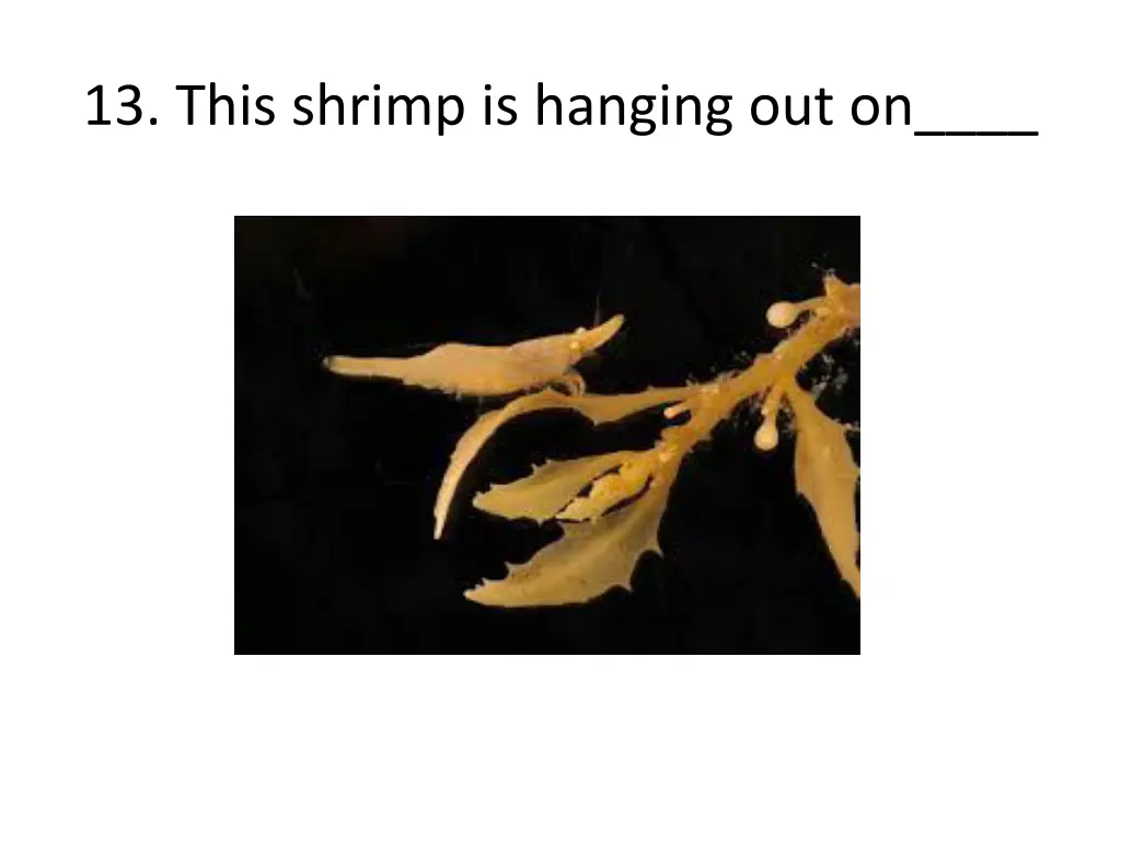 13 this shrimp is hanging out on