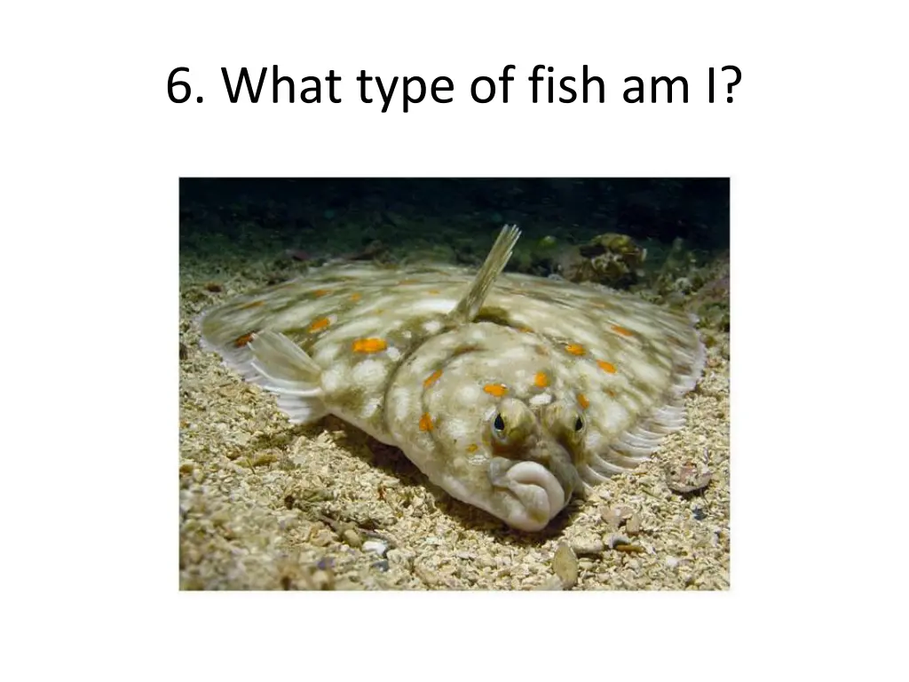 6 what type of fish am i