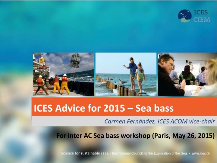 ices advice for 2015 sea bass