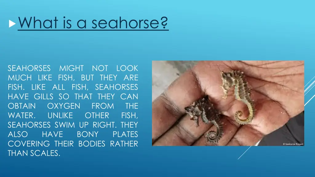 what is a seahorse